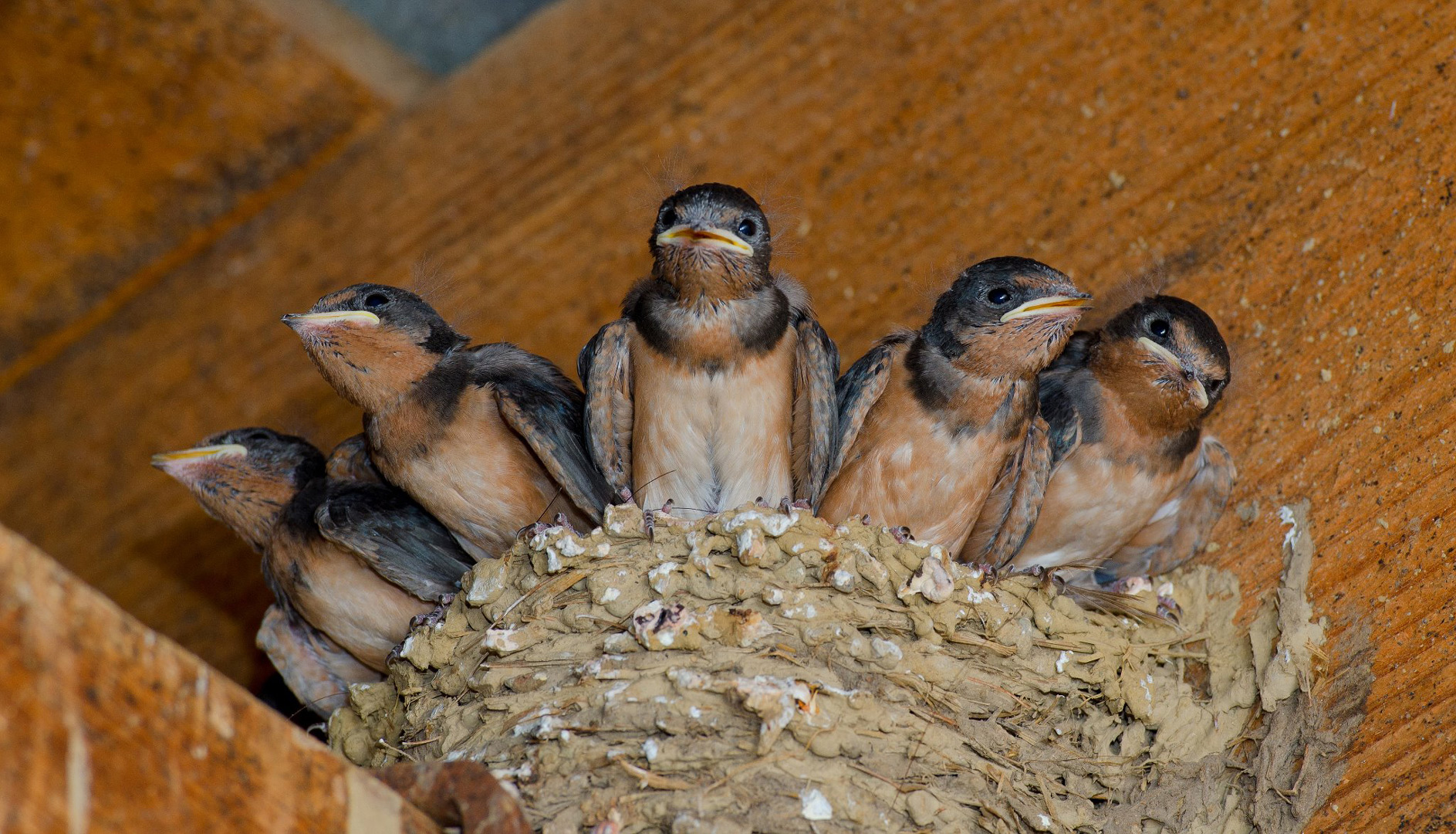 The Little Bird that Can Ruin the Sale of Your Home